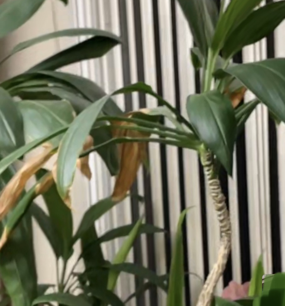 Cornstalk Dracaena plant photo by Plant parent named Bubby on Greg, the plant care app.