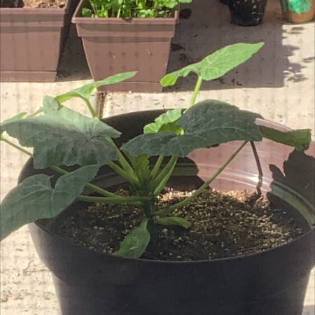 Photo of the plant species Summer Squash by Alex named Zucchini￼ on Greg, the plant care app
