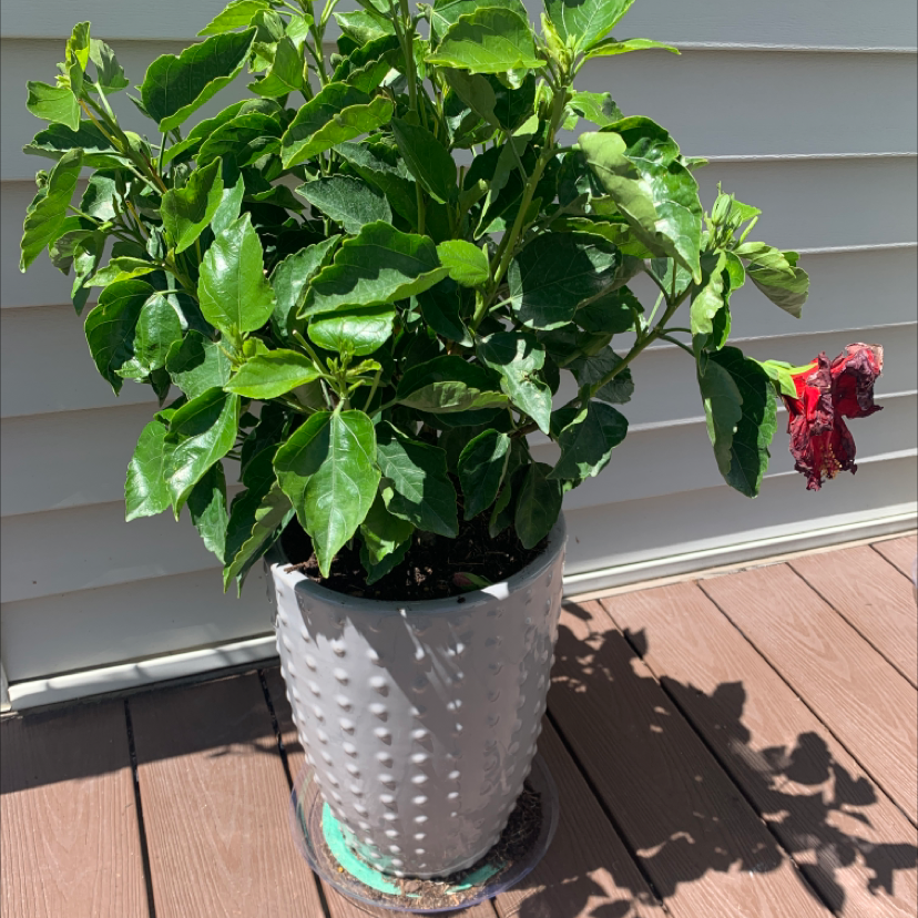 Potted Chinese Hibiscus plant with lush green leaves and a single wilted red flower on a wooden deck.