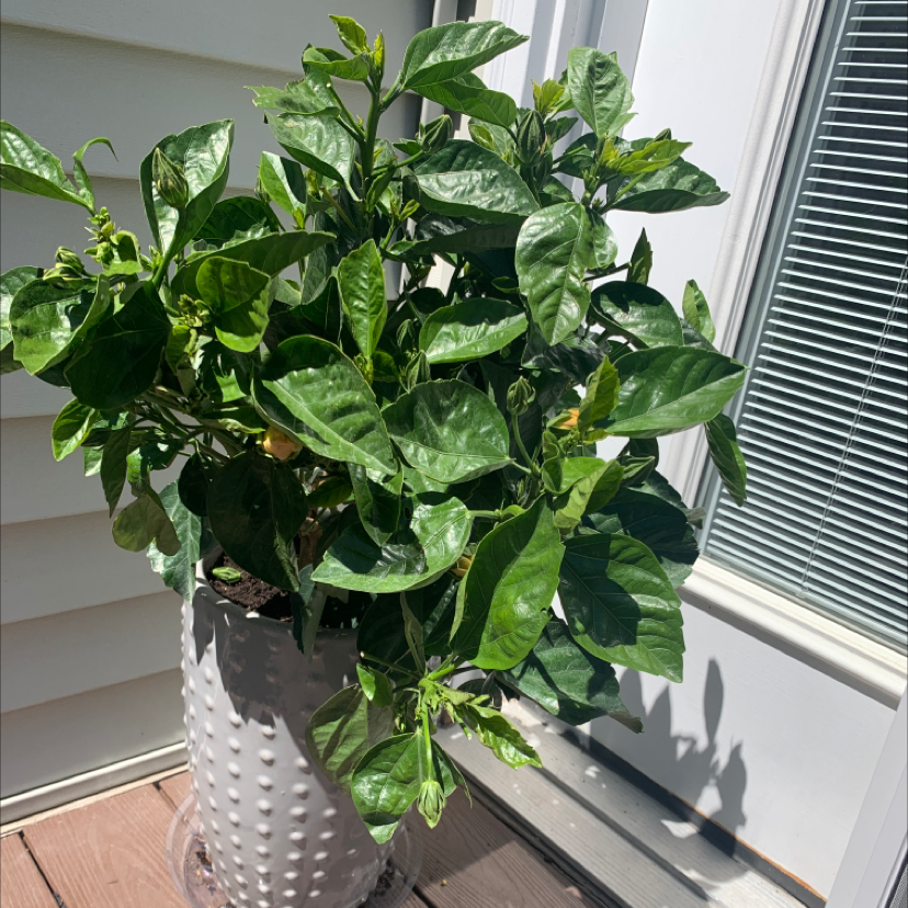 Potted Chinese Hibiscus plant with glossy green leaves on a wooden deck near a door.