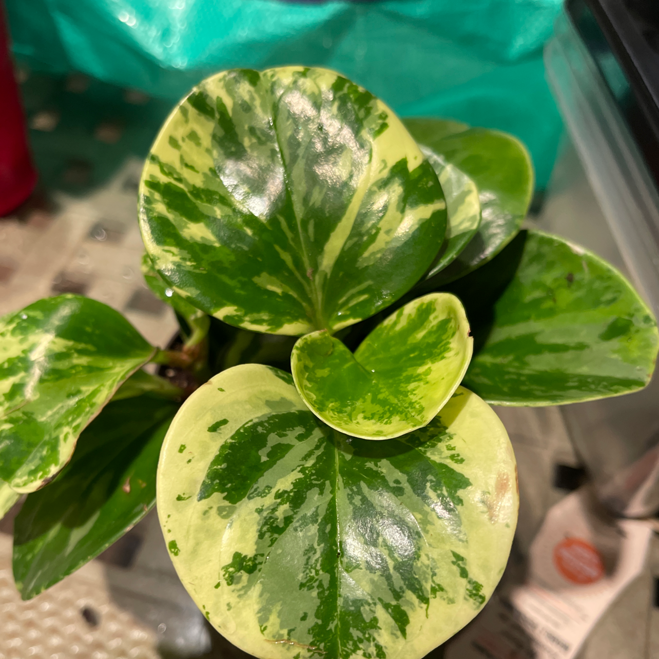 Marble Peperomia plant with variegated green and yellow leaves, appearing healthy.