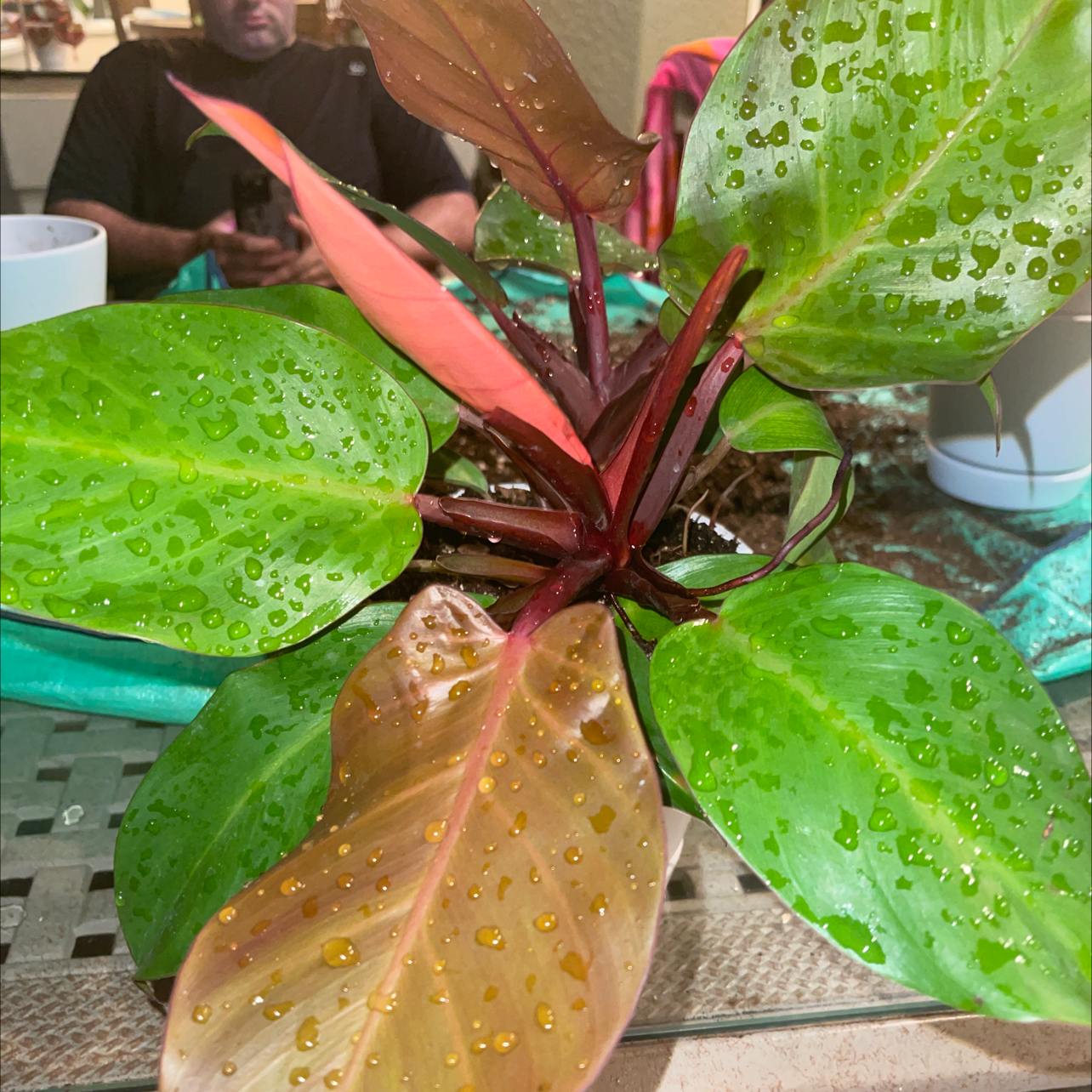 McColley's Finale plant with vibrant leaves covered in water droplets.