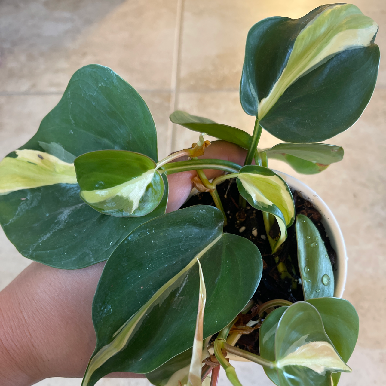 Silver Stripe Philodendron with variegated leaves, held by a hand, in a white pot.