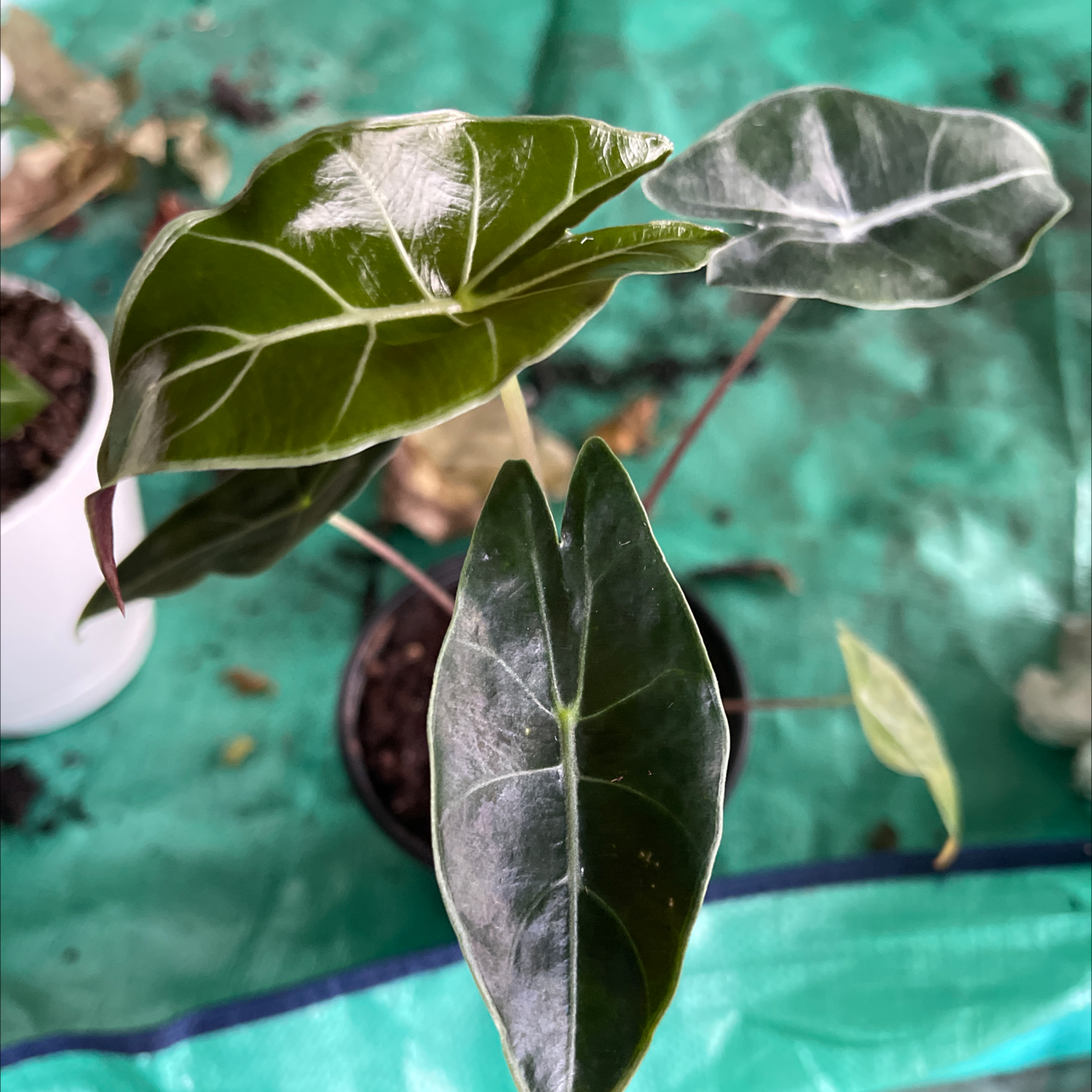 Alocasia longiloba plant with dark green, glossy leaves and visible soil in a pot.