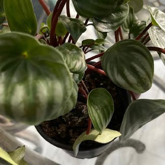Watermelon Peperomia plant in New Orleans, Louisiana