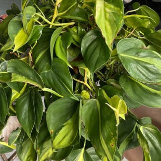 Heartleaf Philodendron plant in New Orleans, Louisiana