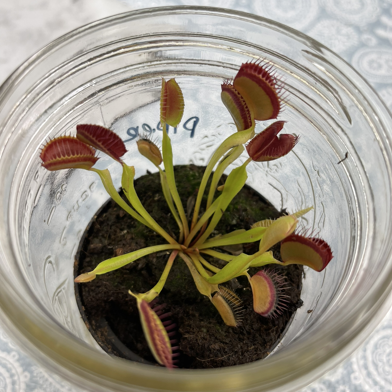 Red Piranha plant photo by @Luvjones named Venus flytrap on Greg, the plant care app.