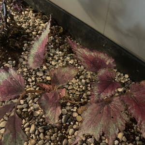 Rex Begonia plant photo by @vindazkar named Jurassica on Greg, the plant care app.