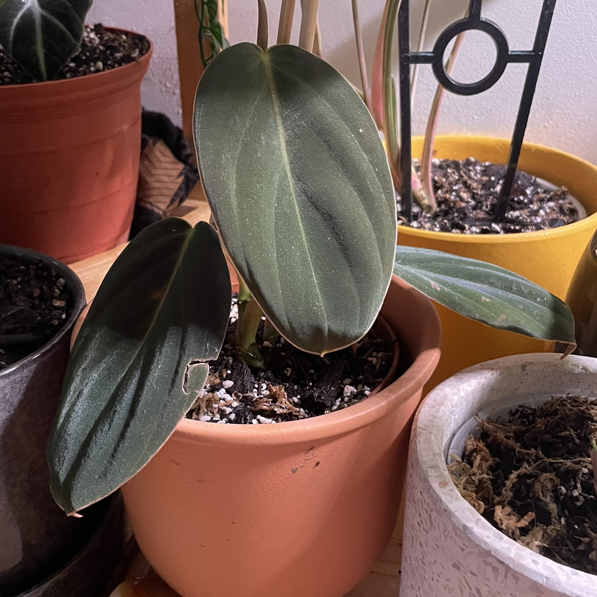 Philodendron gigas plant in a terracotta pot with healthy leaves.