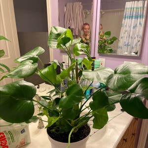 Philodendron Scandens plant photo by @lolitagrows named philly on Greg, the plant care app.