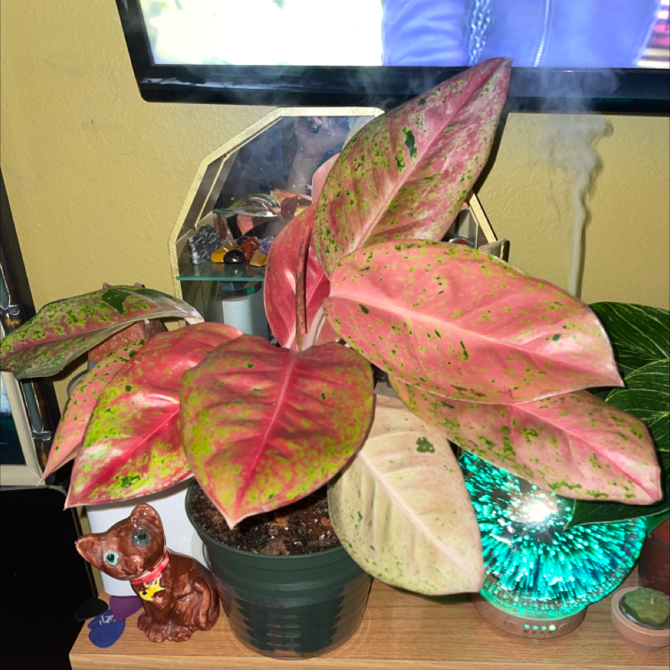 Plant care for Anthurium Angamarcanum on Greg, the plant care app