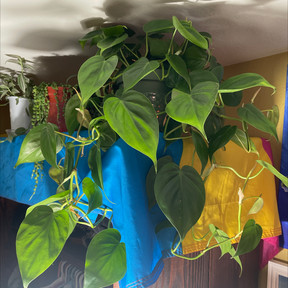 Philodendron cordatum plant with healthy green leaves, well-maintained and thriving.