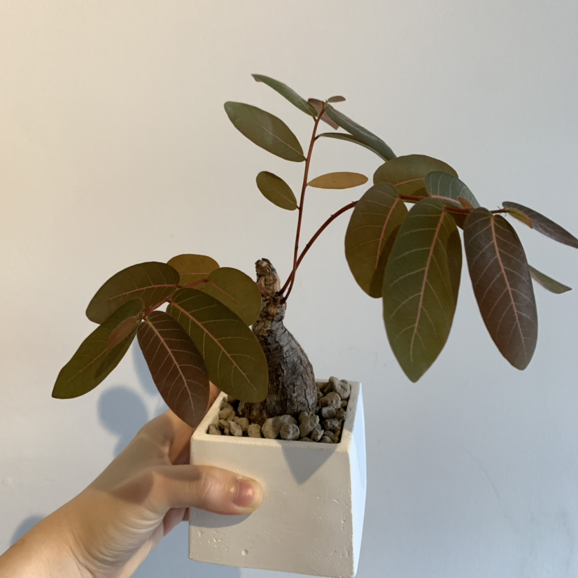 Potted Phyllanthus mirabilis plant with broad green leaves and a thick stem, held by a hand.