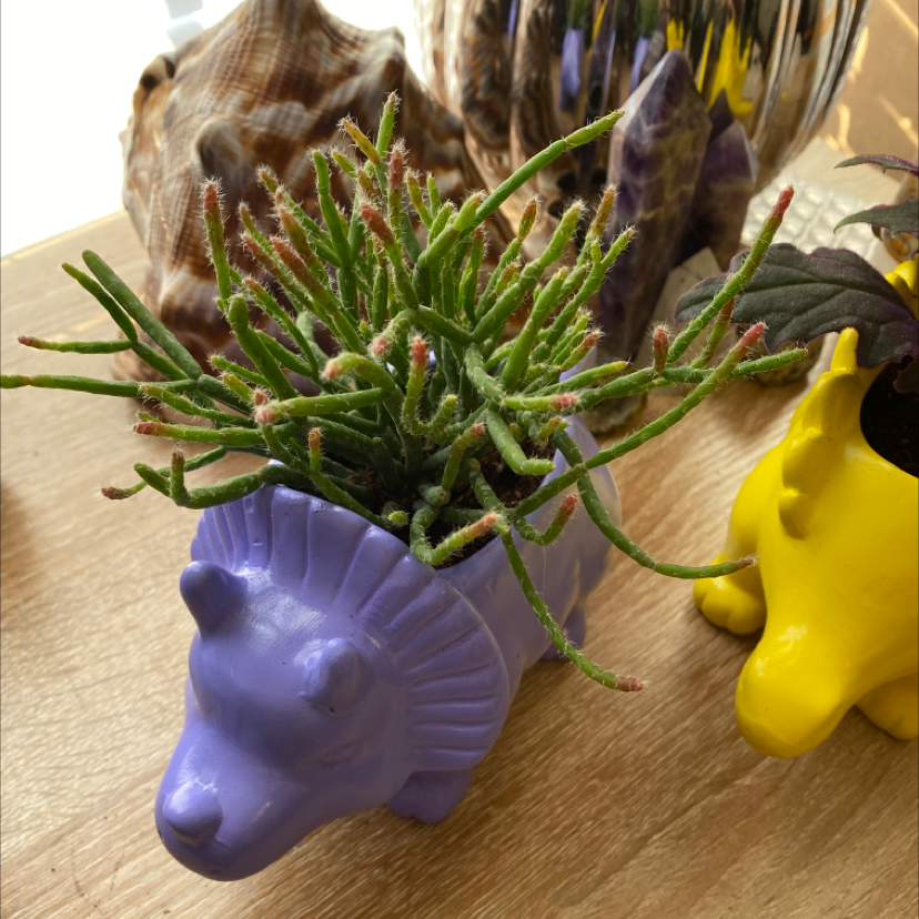 Hairy Stemmed Rhipsalis plant in a purple animal-shaped pot with no visible health issues.