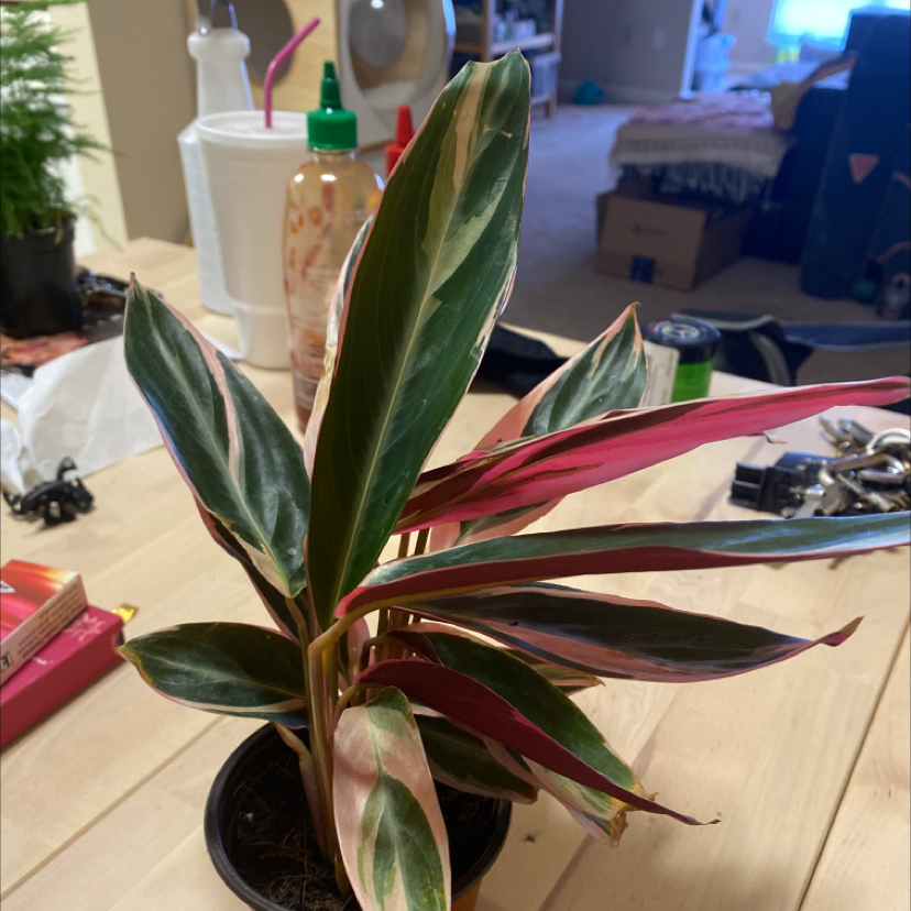 Never Never Plant with variegated leaves in a small pot on a table with household items.