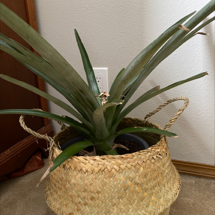 Healthy ornamental pineapple plant with long spiky green leaves growing in a woven basket indoors.