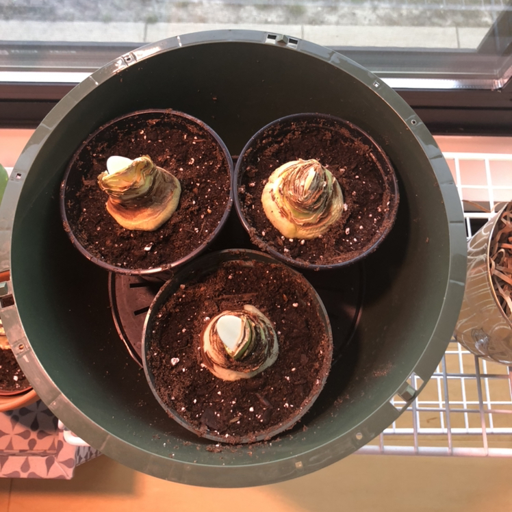 Three potted bulbs in soil, likely indoors, with no visible flowers.