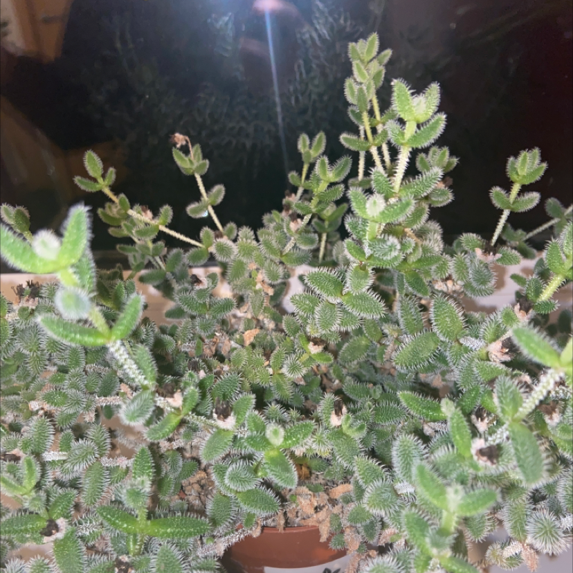 Pickle Plant plant photo by @lilyrene222 named Pickle Plant on Greg, the plant care app.