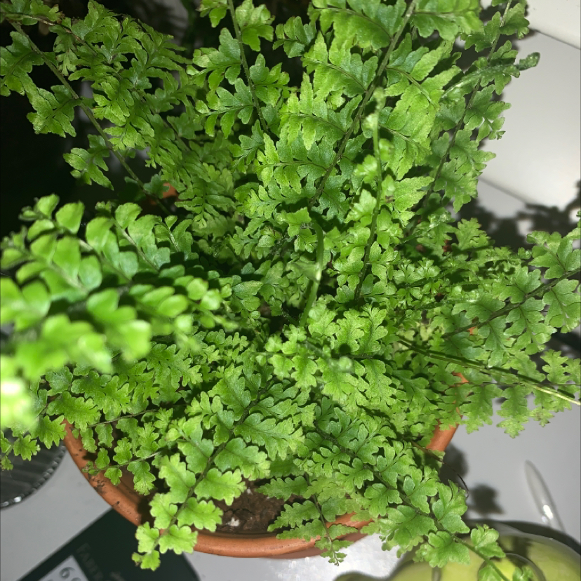Healthy Maidenhair Fern in a pot with vibrant green leaves.
