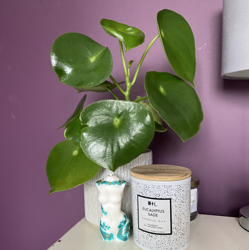 Chinese Money Plant plant photo by @FruitLoop29 named Jeff on Greg, the plant care app.
