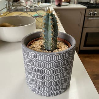 Hedge Cactus plant in Somewhere on Earth