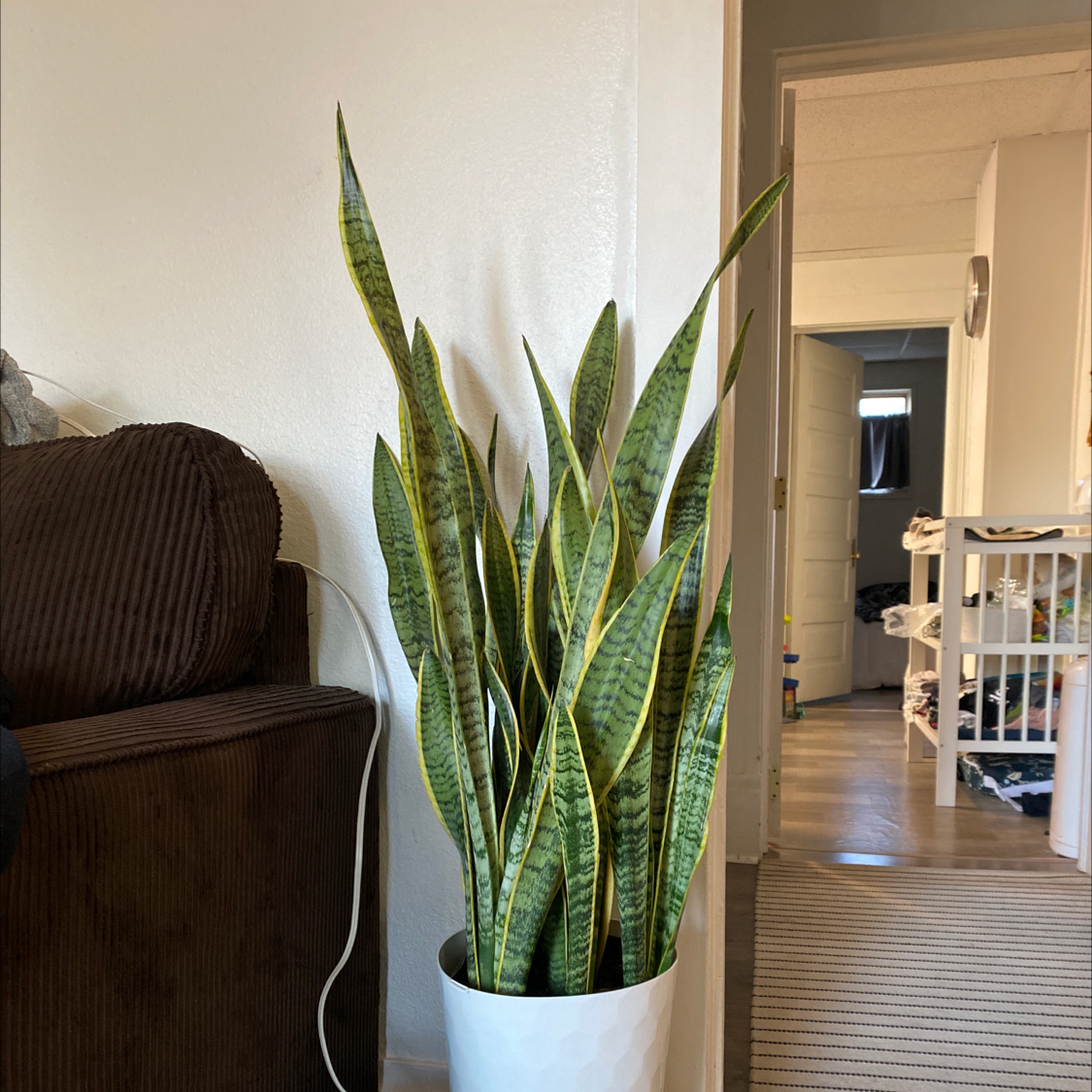 Snake Plant plant photo by @CosmicMother named Jerry on Greg, the plant care app.