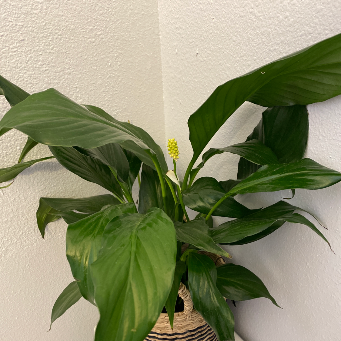 Peace Lily plant photo by @CosmicMother named Delphine on Greg, the plant care app.