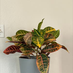 Gold Dust Croton plant photo by @CosmicMother named Sigmund on Greg, the plant care app.