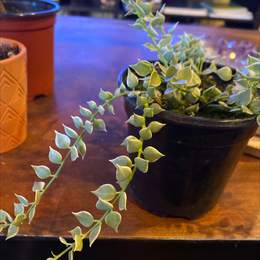 Million Hearts plant in a black pot with healthy green leaves.
