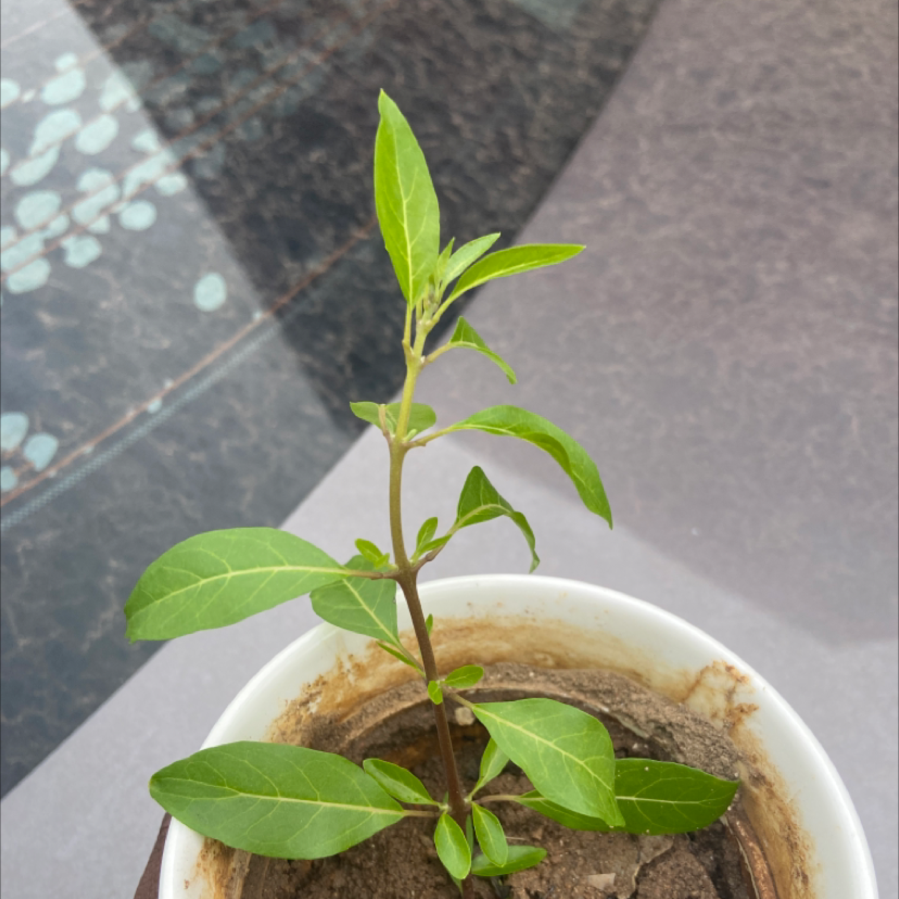 Photo of the plant species Golden Dewdrop by Ibukun named Areak2 on Greg, the plant care app