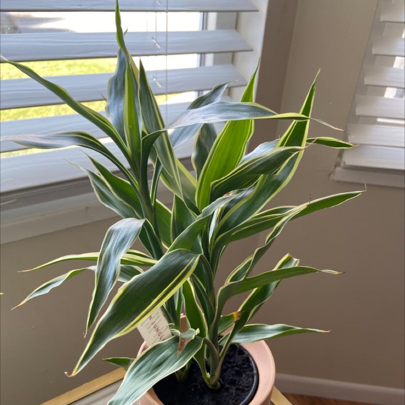 Dracaena 'Sted Sol Cane' plant in a pot near a window, healthy green leaves.