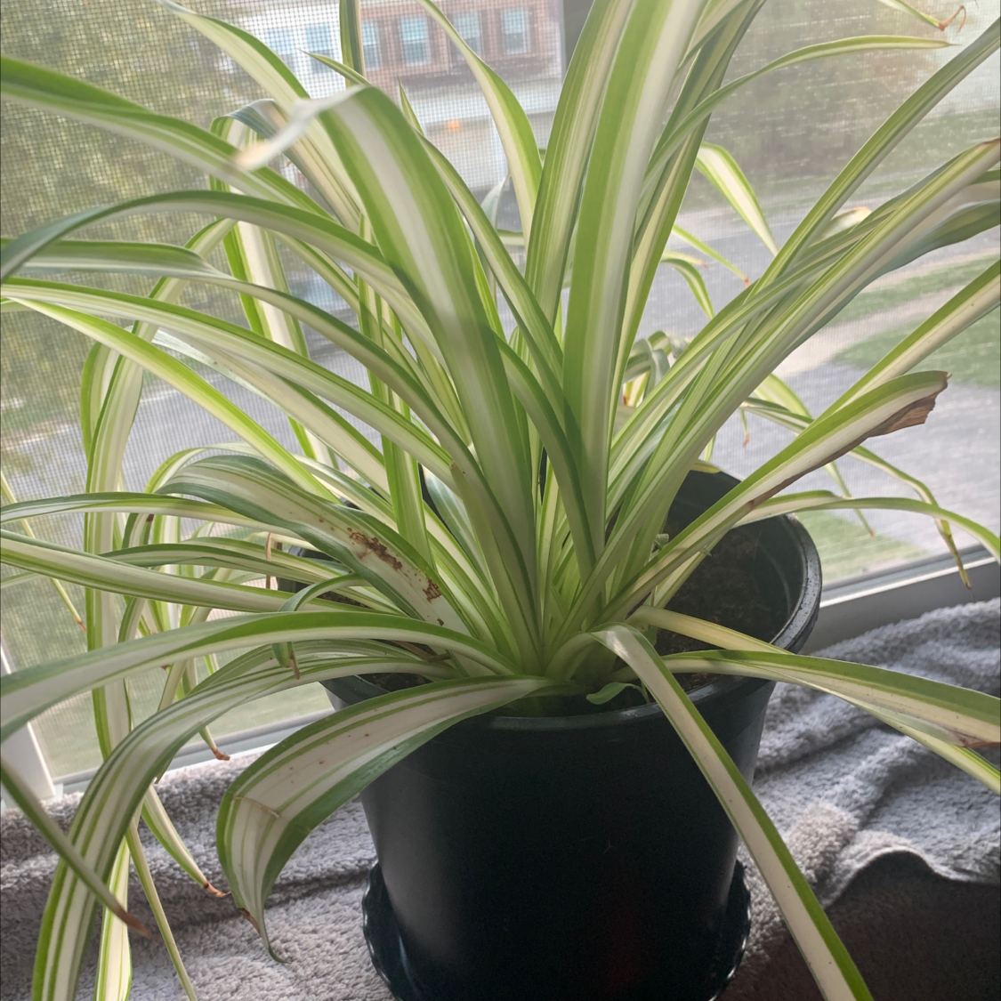 Spider Plant plant photo by @Zel named Zion on Greg, the plant care app.