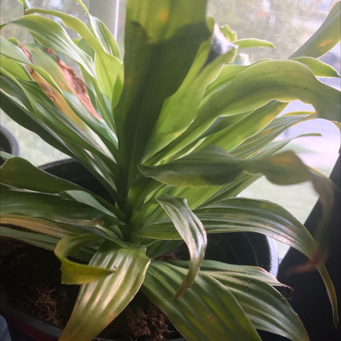 Cornstalk Dracaena plant photo by @Zel named Daphne on Greg, the plant care app.
