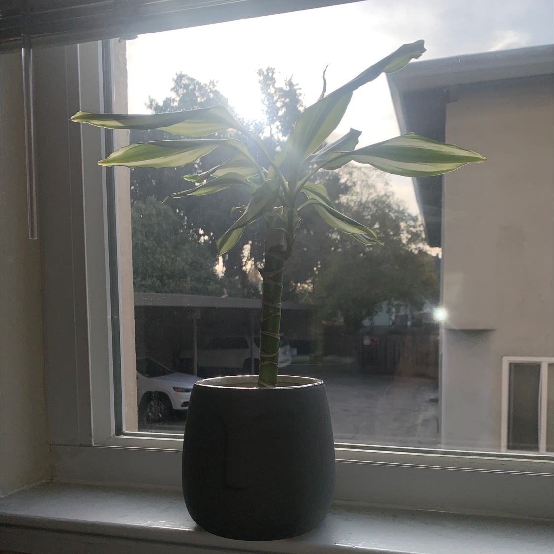 Photo of the plant species Dracaena 'Sted Sol Cane' by @ethel named Orwell on Greg, the plant care app