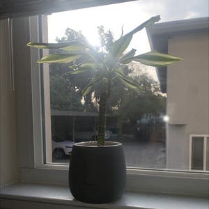 Dracaena 'Sted Sol Cane' plant photo by Ethel named Orwell on Greg, the plant care app.