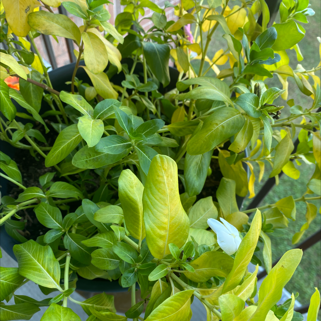 Photo of the plant species Bright Eyes by Ana named madagascar perinwinkle on Greg, the plant care app