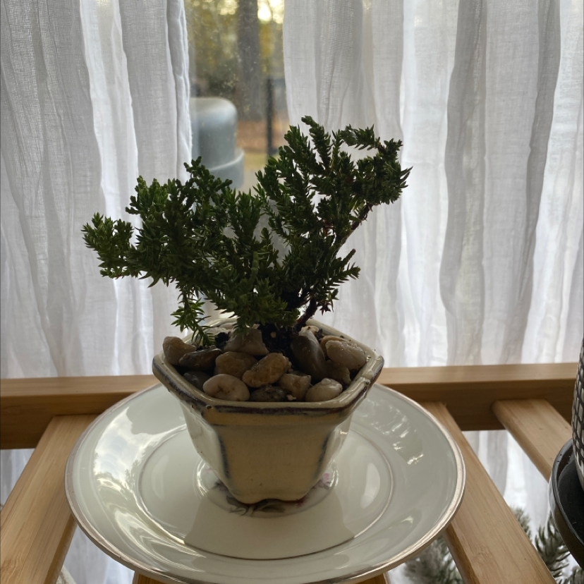 A healthy Japanese Garden Juniper in a small pot on a white plate, with sheer curtains in the background.