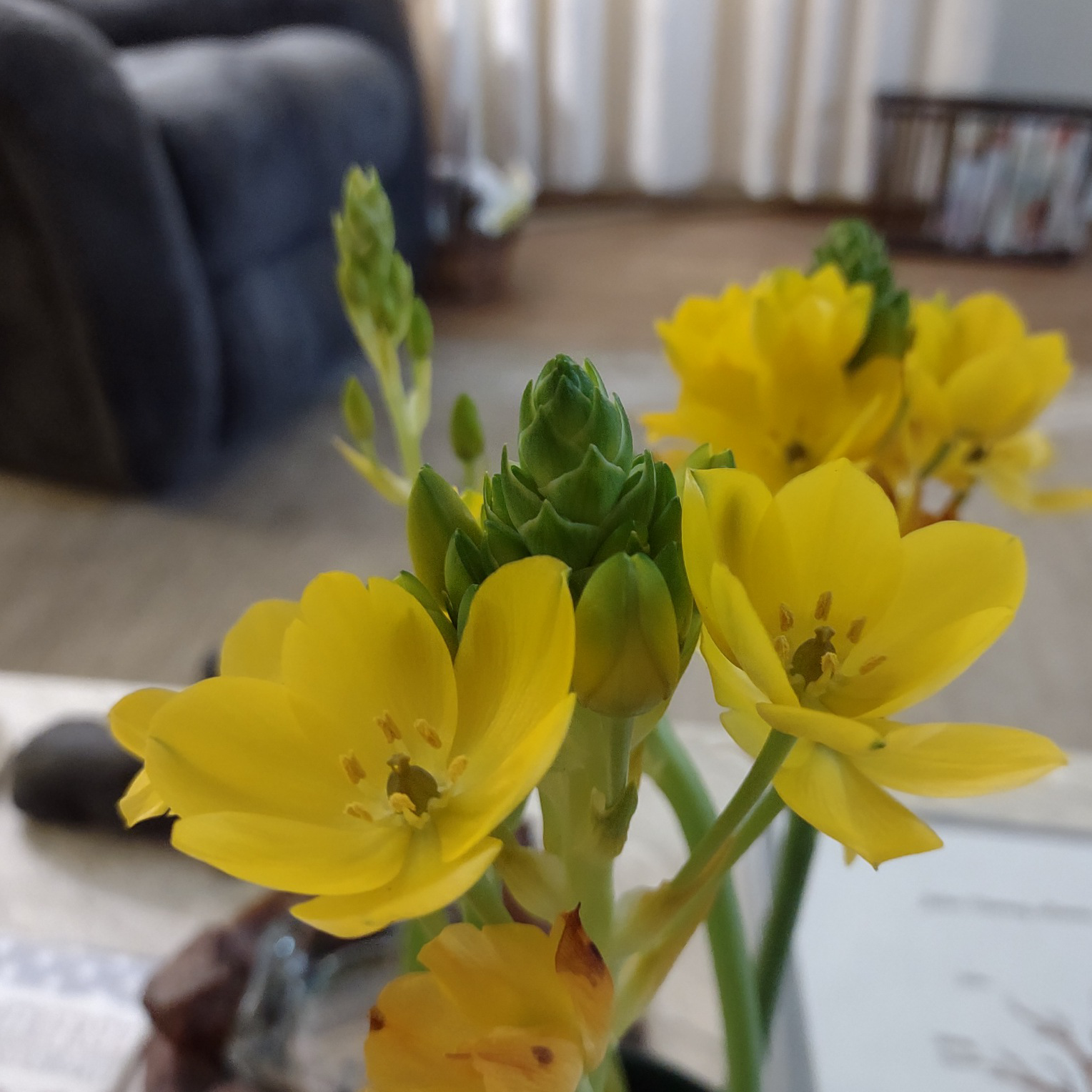 Close-up of a healthy Sun Star plant with bright yellow flowers.