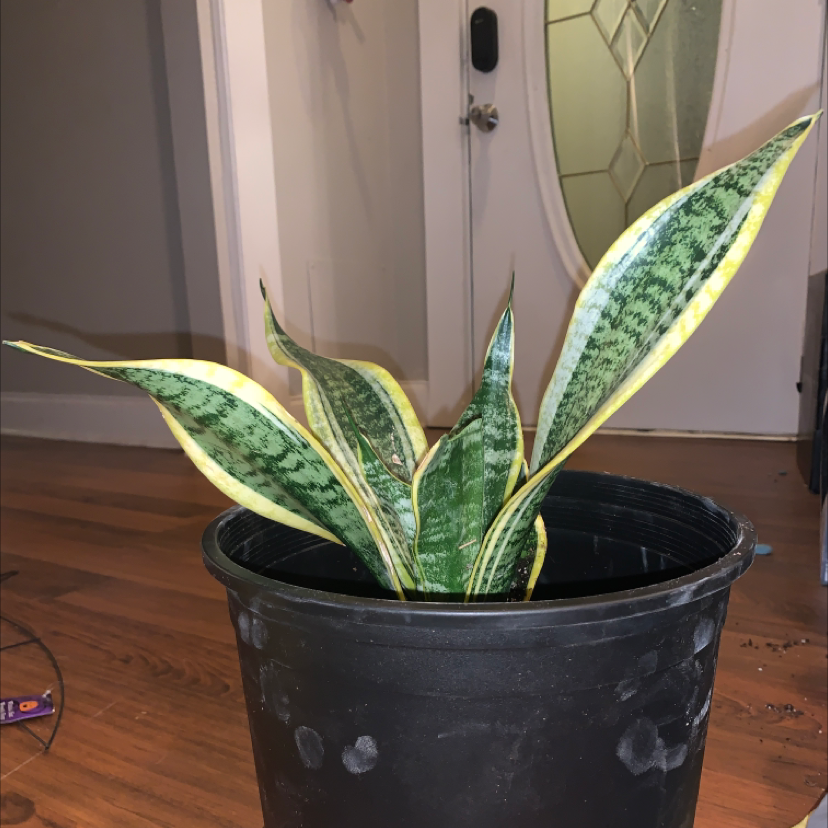 Snake Plant plant photo by @Halfrican_tayy named Ceilia on Greg, the plant care app.