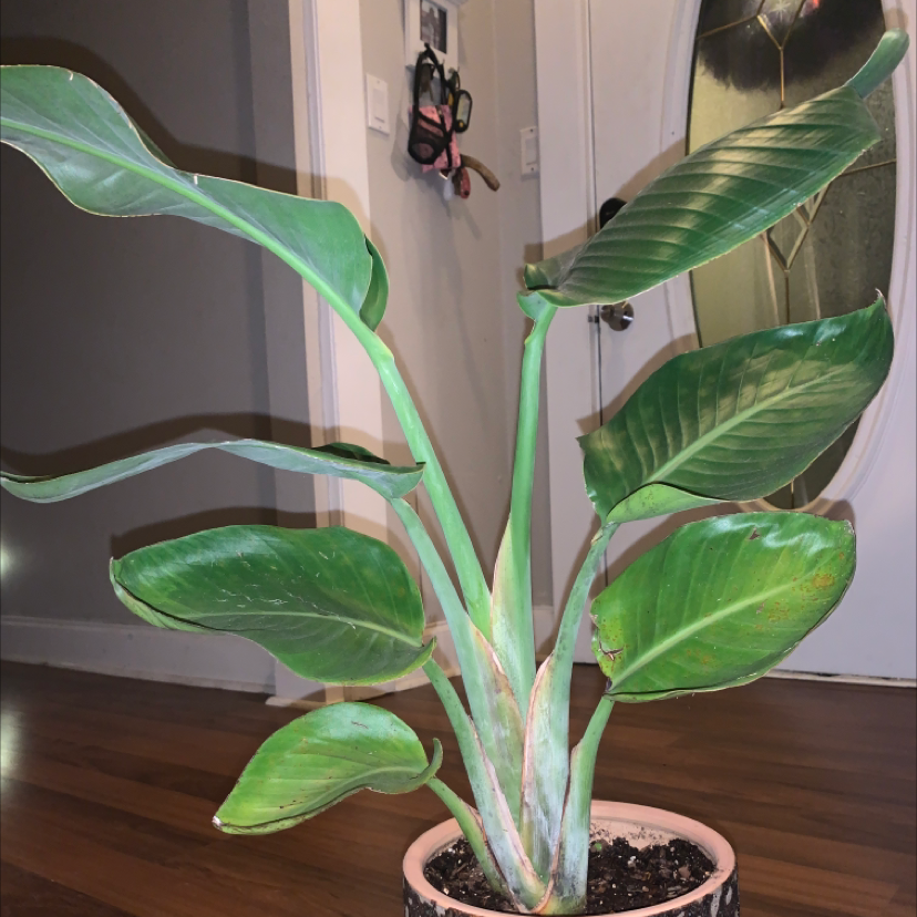 Bird of Paradise plant photo by @Halfrican_tayy named Raven on Greg, the plant care app.