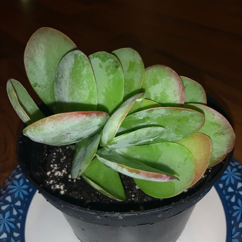 Paddle Plant plant photo by @Halfrican_tayy named Flapjacks on Greg, the plant care app.