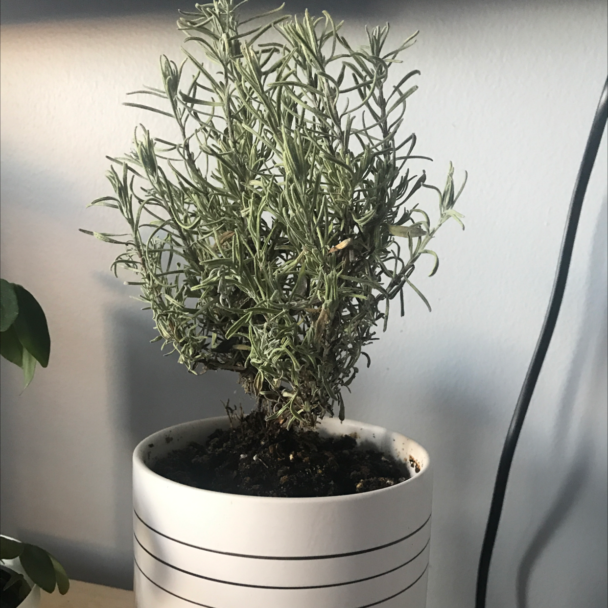 Potted Lavender plant in a white pot with visible soil, well-framed and in focus.