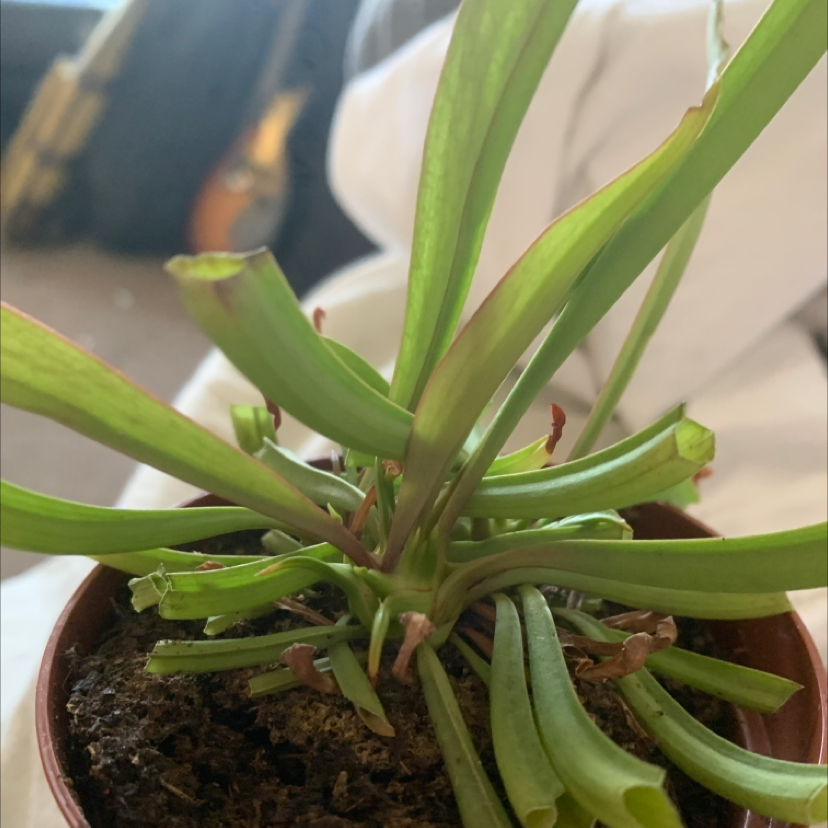 Yellow Pitcher Plant in a small pot with some browning at the leaf tips.