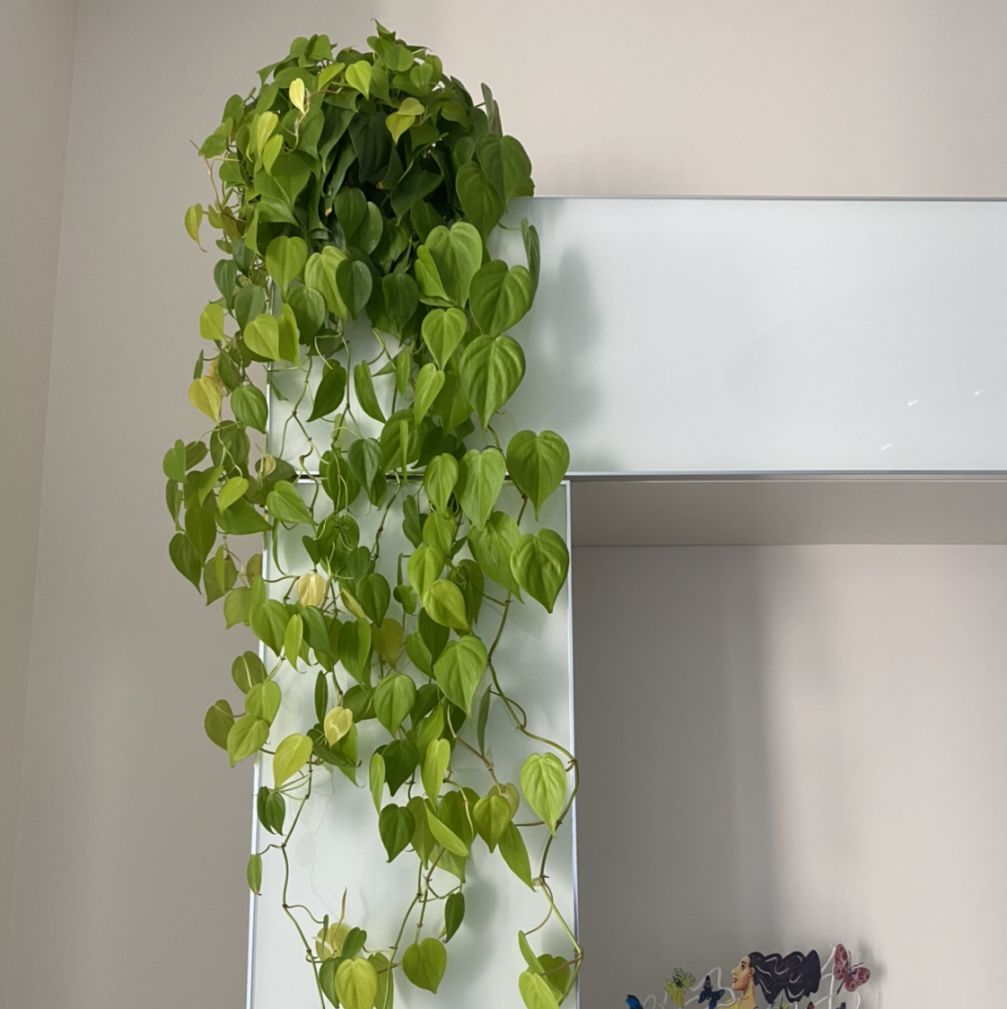 Philodendron Lemon Lime plant cascading down from a high shelf, with vibrant and healthy leaves.