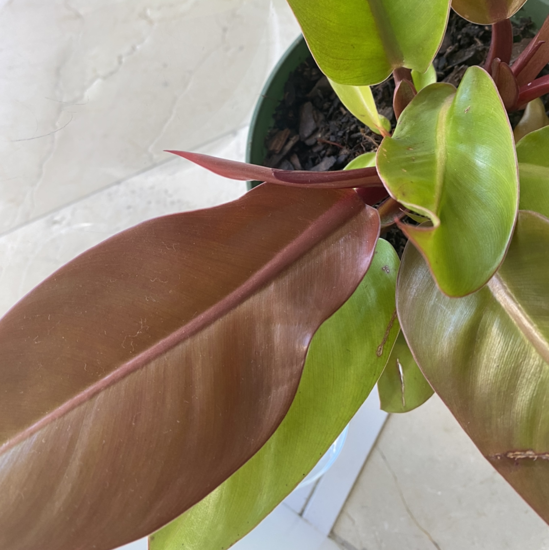 Philodendron Prince of Orange plant with healthy green and orange leaves.