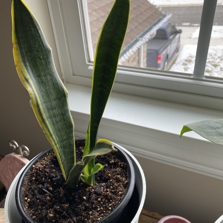 Snake Plant plant photo by Kati named Maude on Greg, the plant care app.