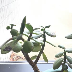 Jade plant photo by Sapphiccactus named Spoons 🥄 on Greg, the plant care app.