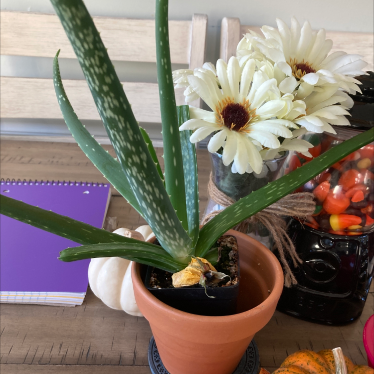 Aloe vera plant photo by @Poppy_plantmom named Forest on Greg, the plant care app.