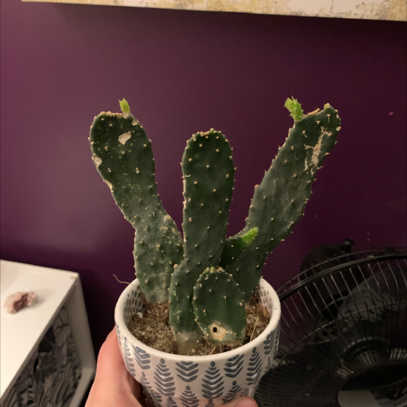 Few-Spined Marble-Seeded Prickly Pear plant photo by @Nbollinger17 named Carl on Greg, the plant care app.