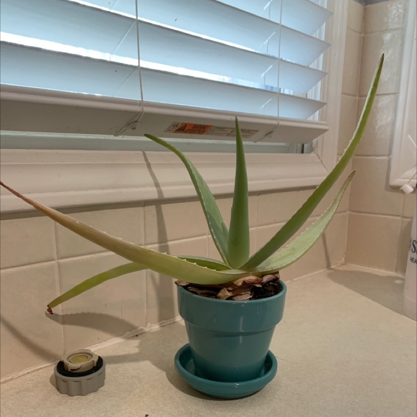 Aloe vera plant photo by @Sunny_plantmom named Cosmo on Greg, the plant care app.